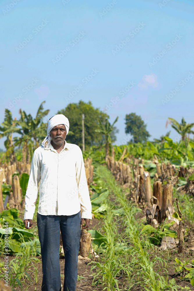 Fototapeta premium Indian farmer working in banana farm