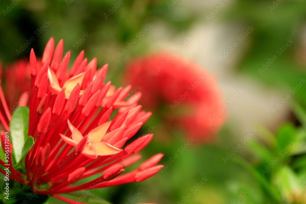 Macro shot of a bouquet of red or orange Ixora flower with green leaf blossom in the garden. Macro shot of a bouquet of red or orange Ixora flower with green leaf blossom in the garden.