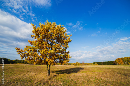 Autumn tree and blue sky.