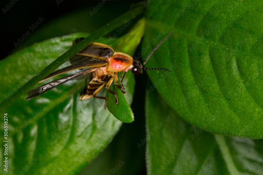 Fototapeta premium Photinus pyralis, Eastern Firefly, preparing to fly