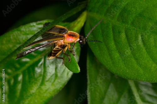 Photinus pyralis, Eastern Firefly, preparing to fly