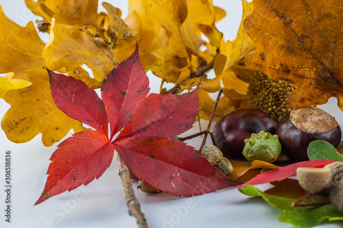 Colorful autumn composition with fall elements with white background