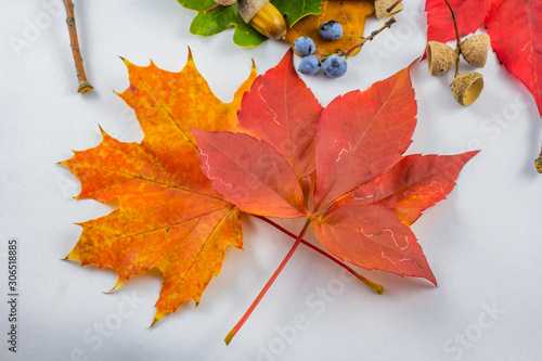 Colorful autumn composition with fall elements with white background