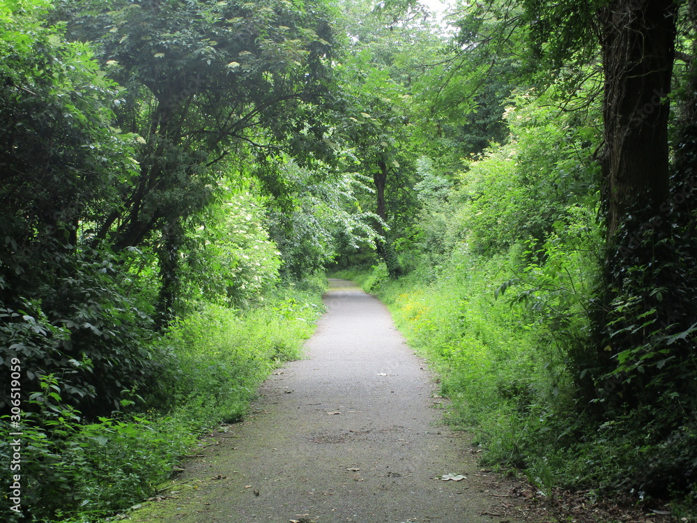 Fototapeta premium road in forest