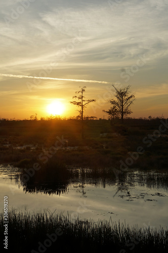 bird perched in a tree at sunset in the Florida Swamp