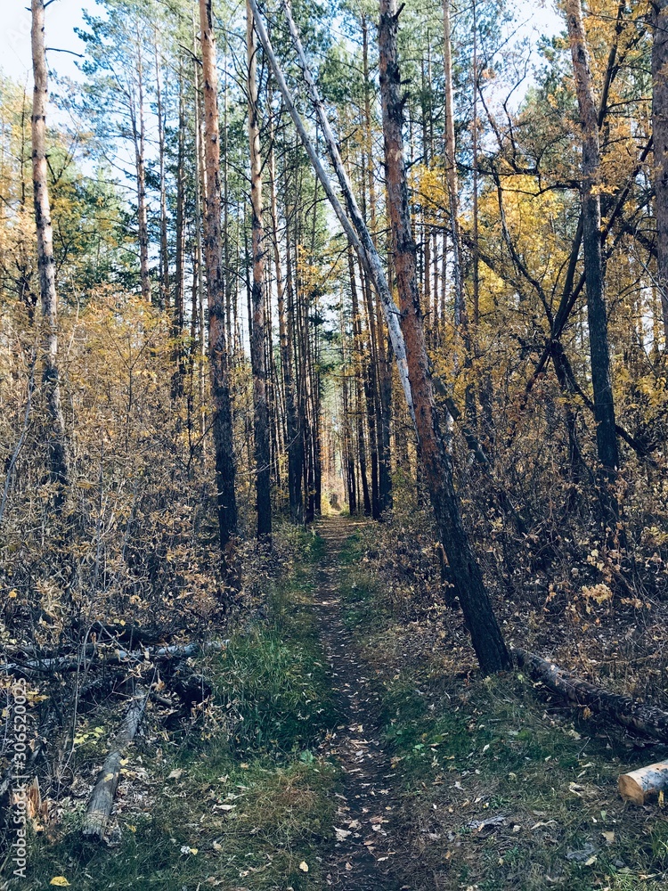 Buzuluk autumn forest