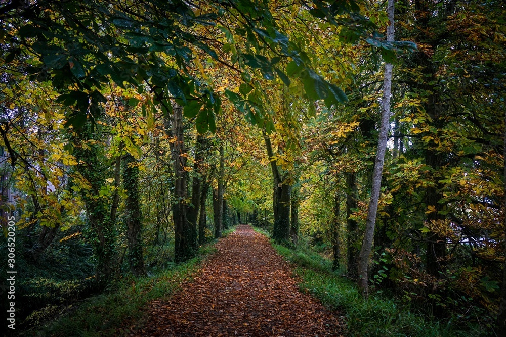 Naklejka premium Autumn walk