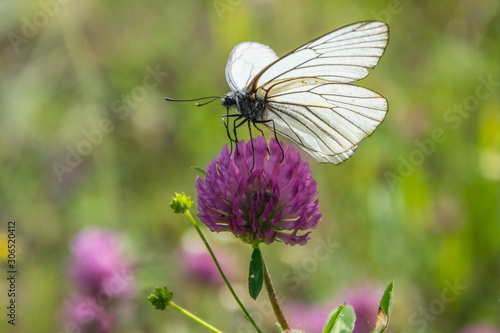 White butterfly sitting on a pink flower