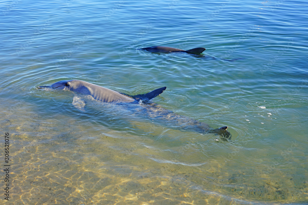 Two wild dolphins in the water in Shark Bay, Australia Two wild dolphins in the water in Shark Bay, Australia