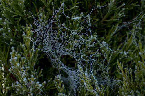 Frozen Spider Net in Sighthill, Edinburgh, Scotland