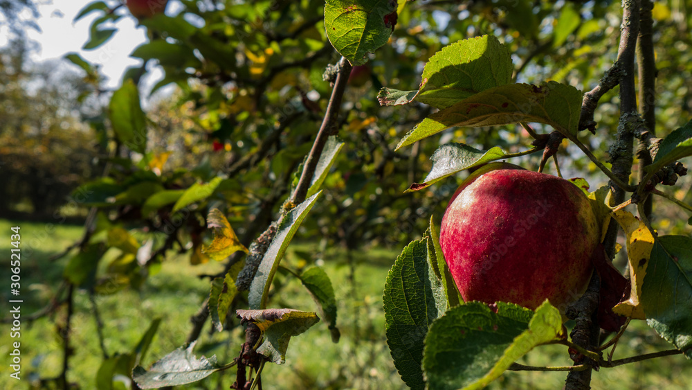 apples on a tree apples on a tree