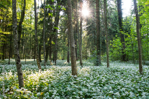 Bärlauch im Frühlingswald