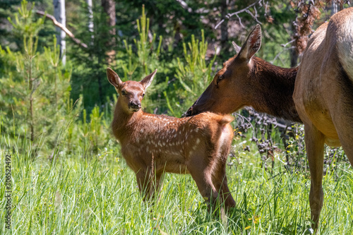 Mother elk caring for her young  in the forest