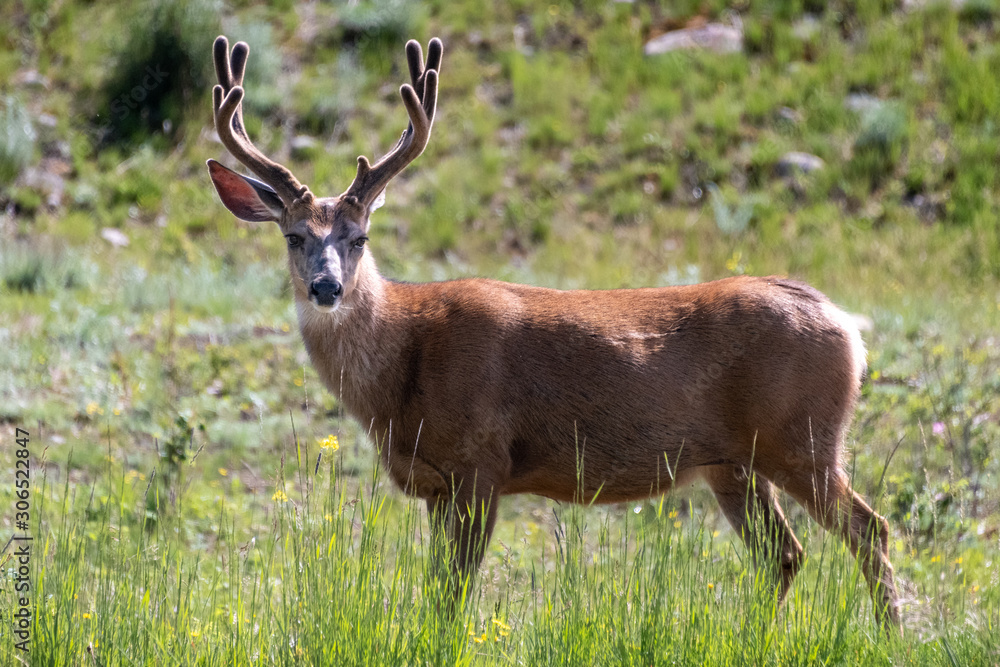 Buck deer in the forest Buck deer in the forest