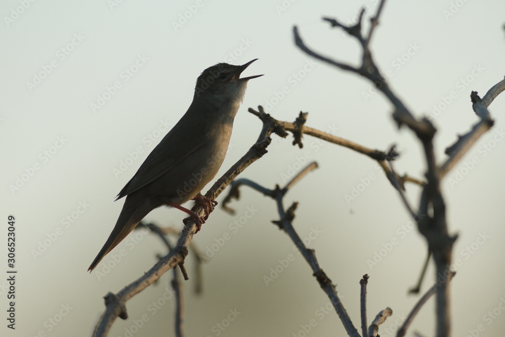 bird bird