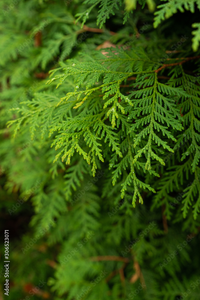 green fir-tree branches, the background image