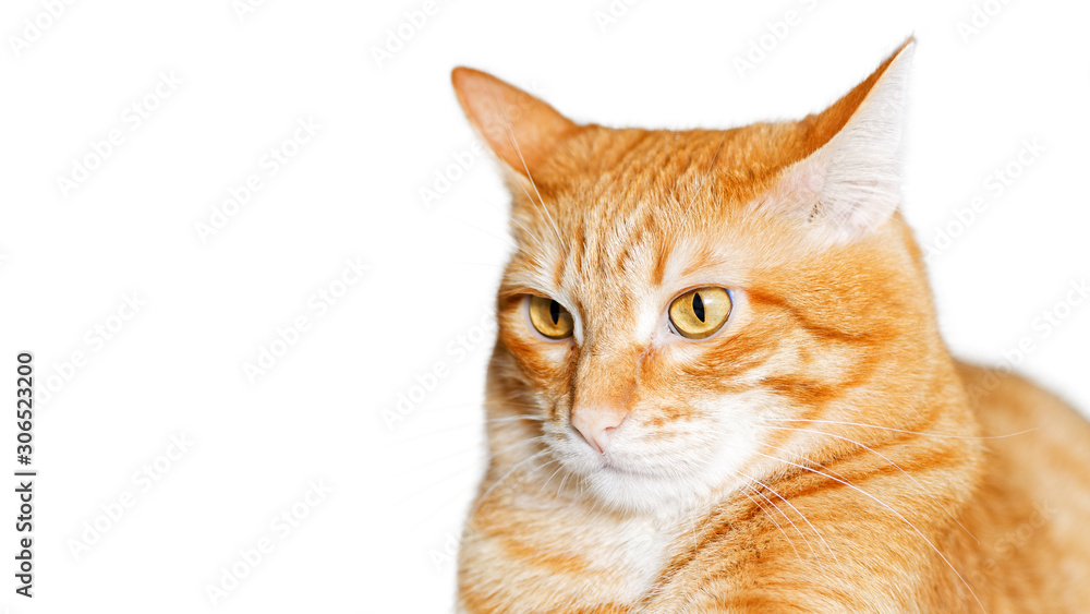 Closeup portrait of a red cat looking warily straight ahead isolated on white. Shallow focus. Copy space. Closeup portrait of a red cat looking warily straight ahead isolated on white. Shallow focus. Copy space.