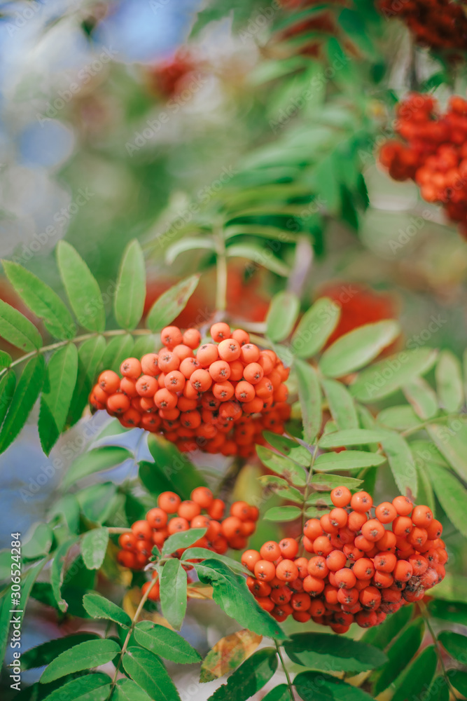 Rowan on a branch. Red rowan. Rowan berries on rowan tree. Sorbus aucuparia. Rowan on a branch. Red rowan. Rowan berries on rowan tree. Sorbus aucuparia.
