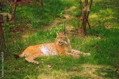 The common red lynx lies in the grass on a sunny summer day. Portrait of a lynx on a background of green grass, forest. Inhabitant of the forest. Predator.