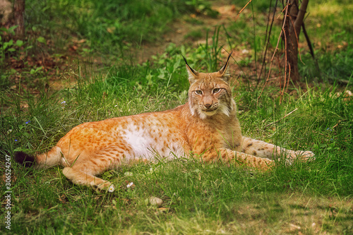 The common red lynx lies in the grass on a sunny summer day. Portrait of a lynx on a background of green grass  forest. Inhabitant of the forest. Predator.