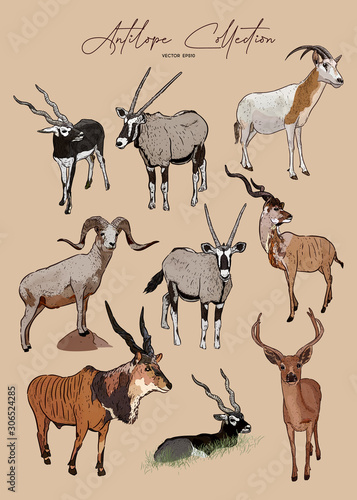 vector set of antelopes, hand drawn sketch of animals