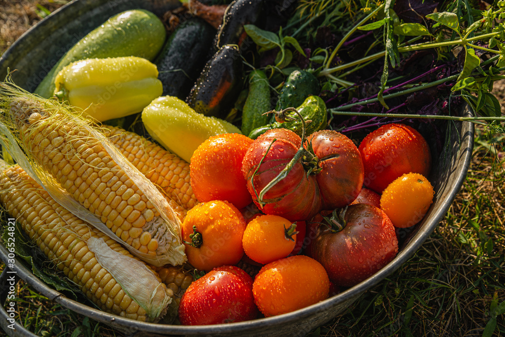 Assortment of fresh and tasty rustic vegetables. Corn, cucumbers, tomatoes, zucchini, eggplant and onions in an iron bowl. Close-up.
