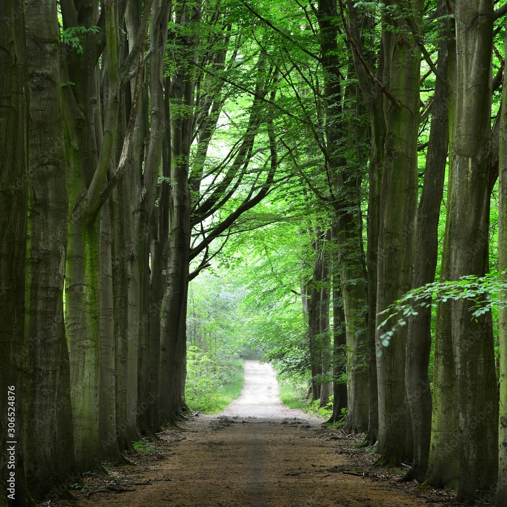 Fototapeta 3D przejście w zielonym wiosennym bukowym lesie 