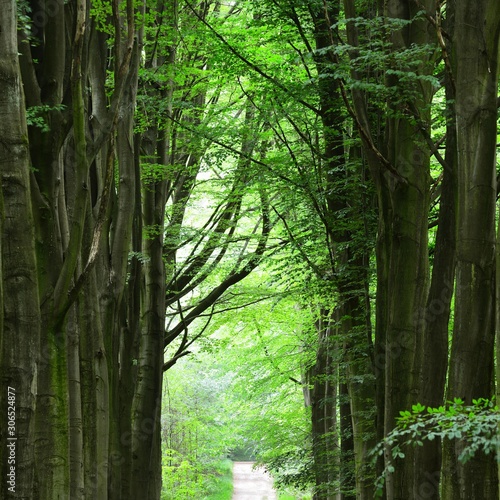 Walkway in a green Spring beech forest in Leuven, Belgium photo