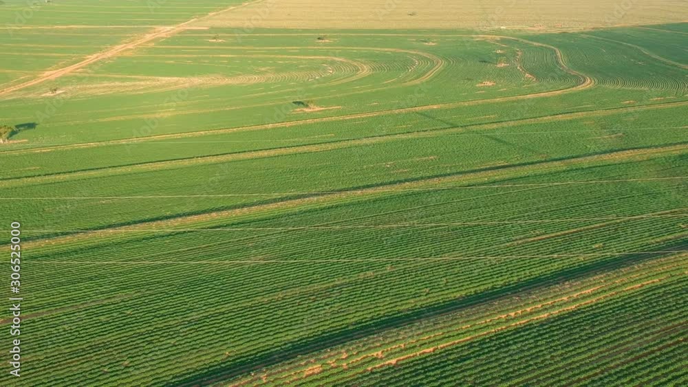 Aerial view of little peanut plant in field in Brazil Aerial view of little peanut plant in field in Brazil