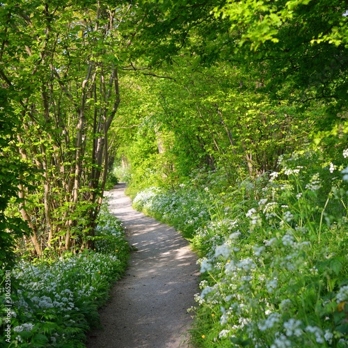 Walkway in a green forest with blooming white flowers in Cronesteyn, Leiden, the Netherlands photo