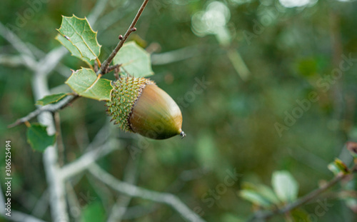 acorns on leaves
