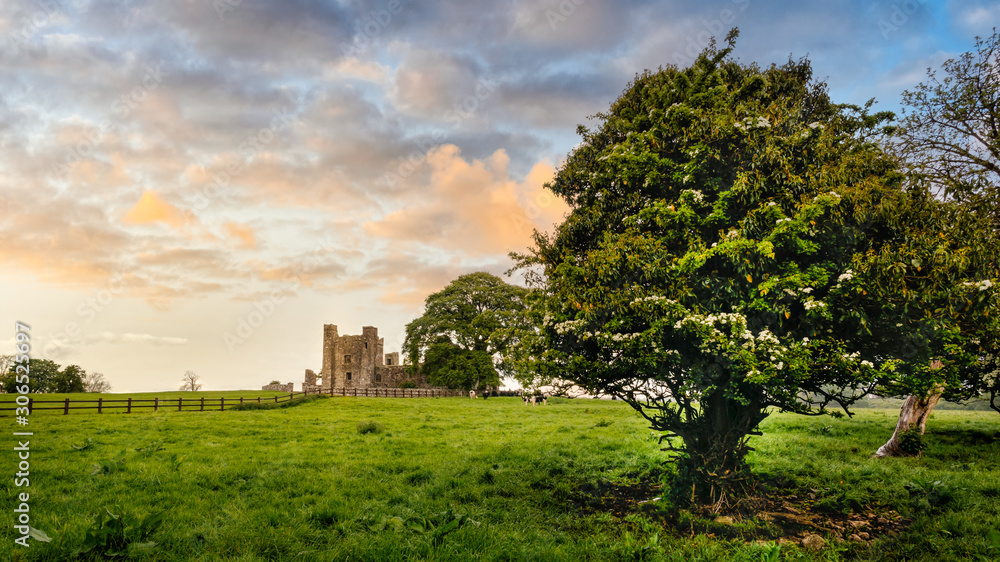 Obraz premium Ruins of old, 12th century Bective Abbey, large green trees and grazing cattle on green field. Dramatic sky at sunset. Count Meath, Ireland