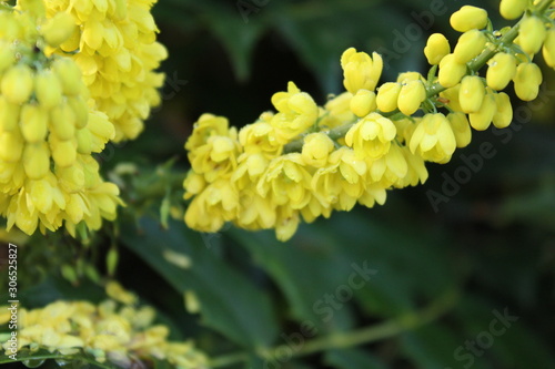 yellow flowers of the mahonie, wetted with fine raindrops