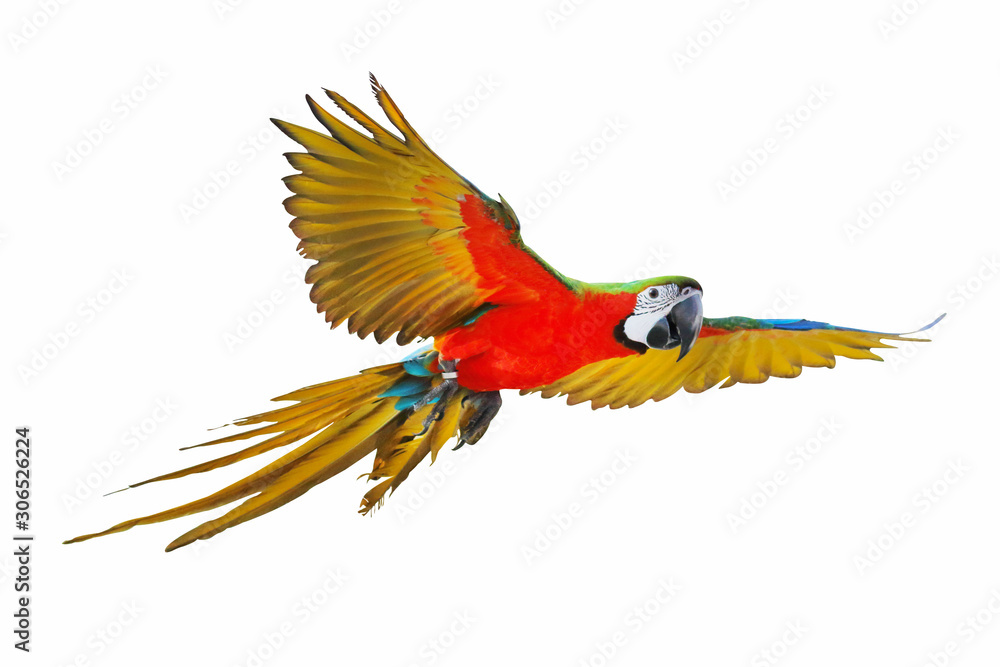 Fototapeta premium Macaw parrot flying isolated on white