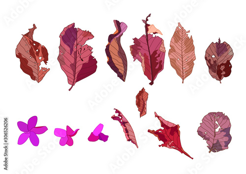 Colour brown dry leaf paint and Laddawan flower on white background illustration vector photo