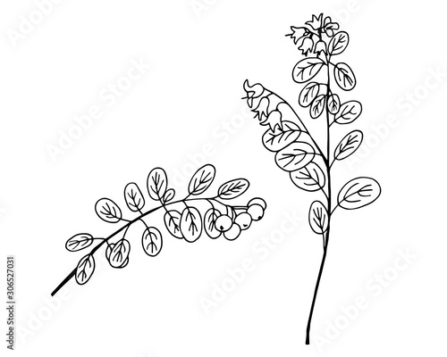 lingonberry or Vaccinium vitis-idaea plant simple vector illustration of a traced drawing with black ink
