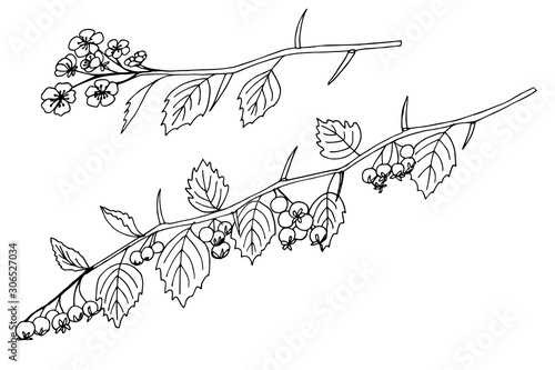 branch of redhaw hawthorn plant simple vector illustration of a traced drawing with black ink