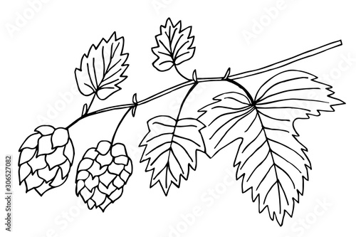 common hop plant simple vector illustration of a traced drawing with black ink