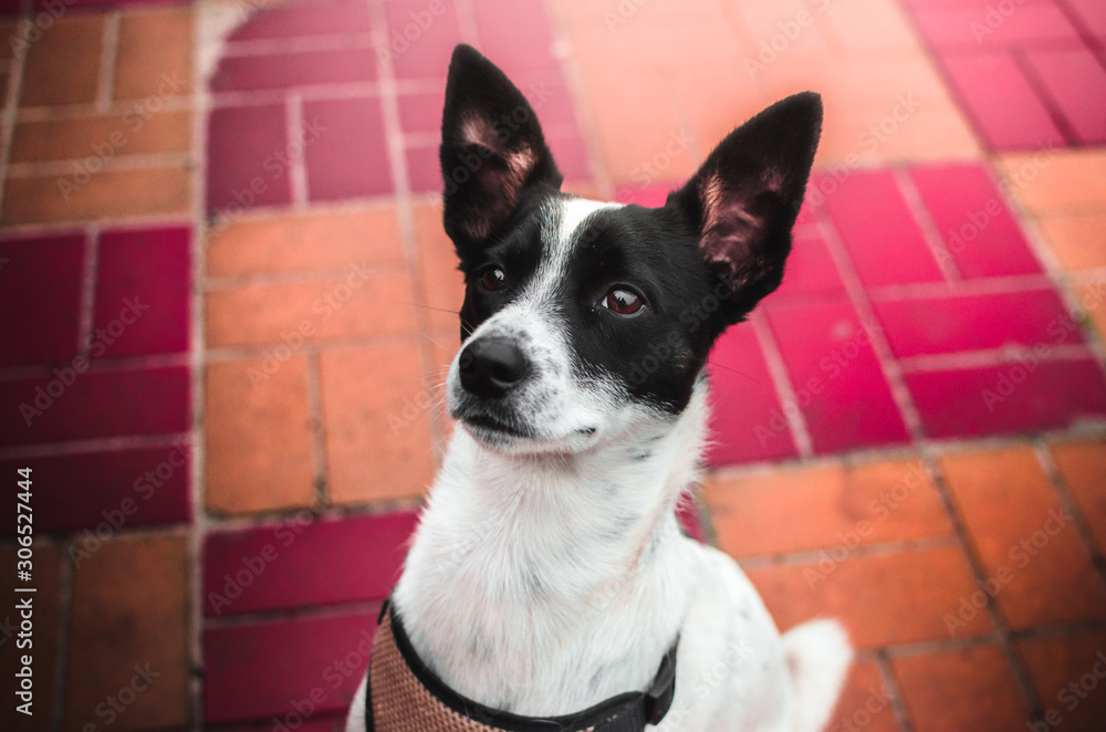 Portrait of a cute basenji dog on a bright red tile background