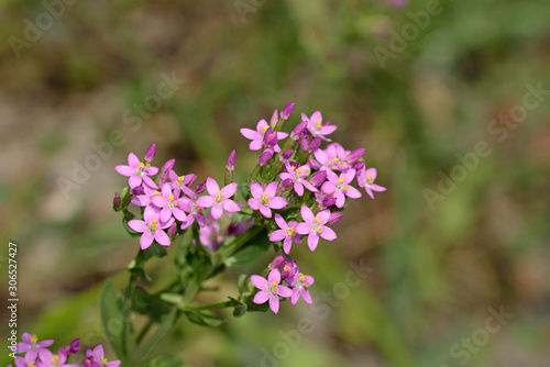 European centaury (Centaurium erythraea), Greece