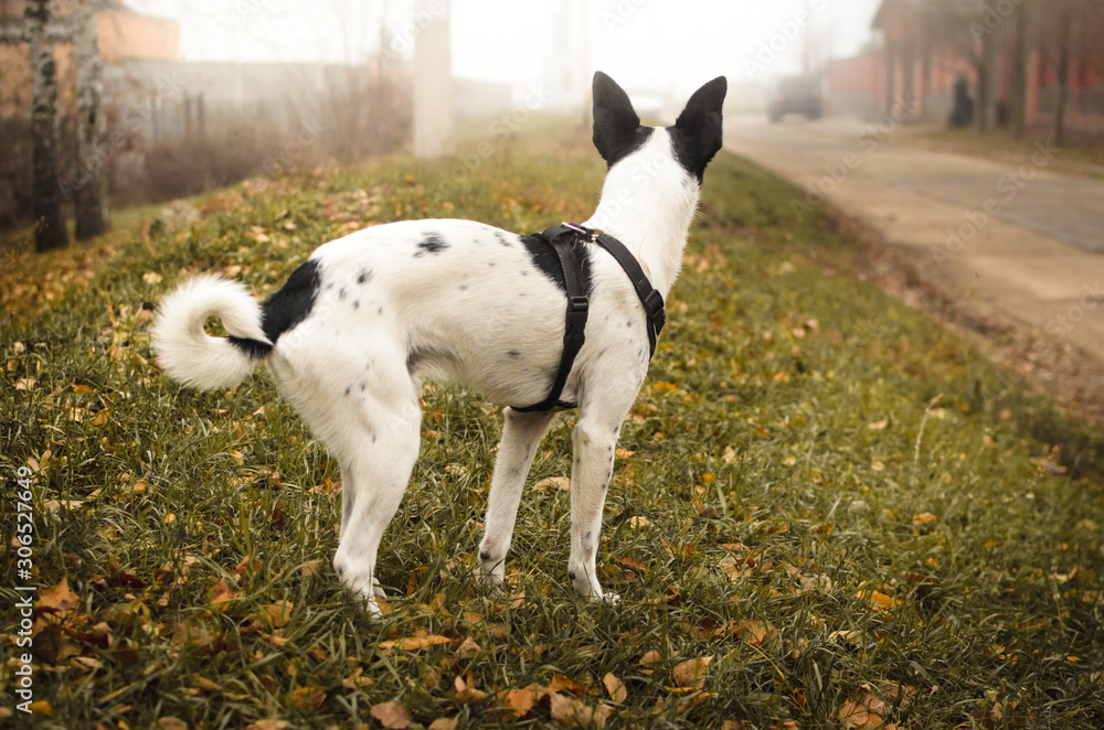 A full-length basenji dog stands on a hill in the village and looks into the distance