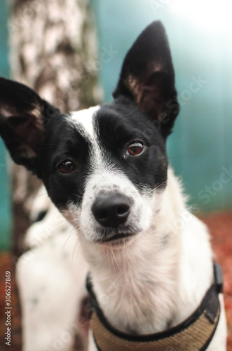 Portrait of a basenji dog on a beautiful bright background, interested look © FellowNeko