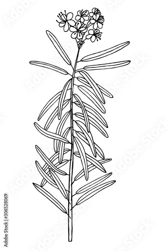 Lédum plant simple vector illustration of a traced drawing with black ink