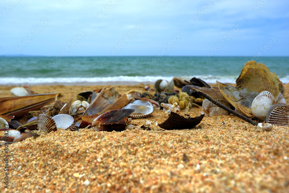Seashore with shells