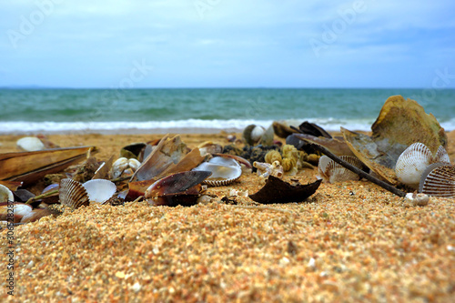 Seashore with shells