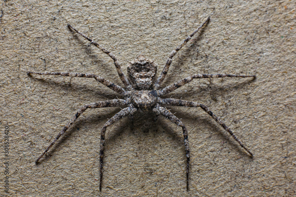 The poisonous spider Darwin that lives on the island of Madagascar The poisonous spider Darwin that lives on the island of Madagascar