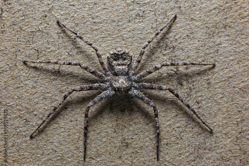 The poisonous spider Darwin that lives on the island of Madagascar