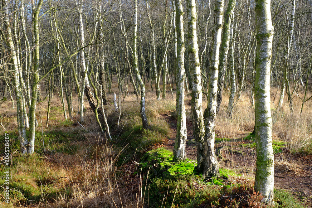 Obraz premium Birken im Naturschutzgebiet