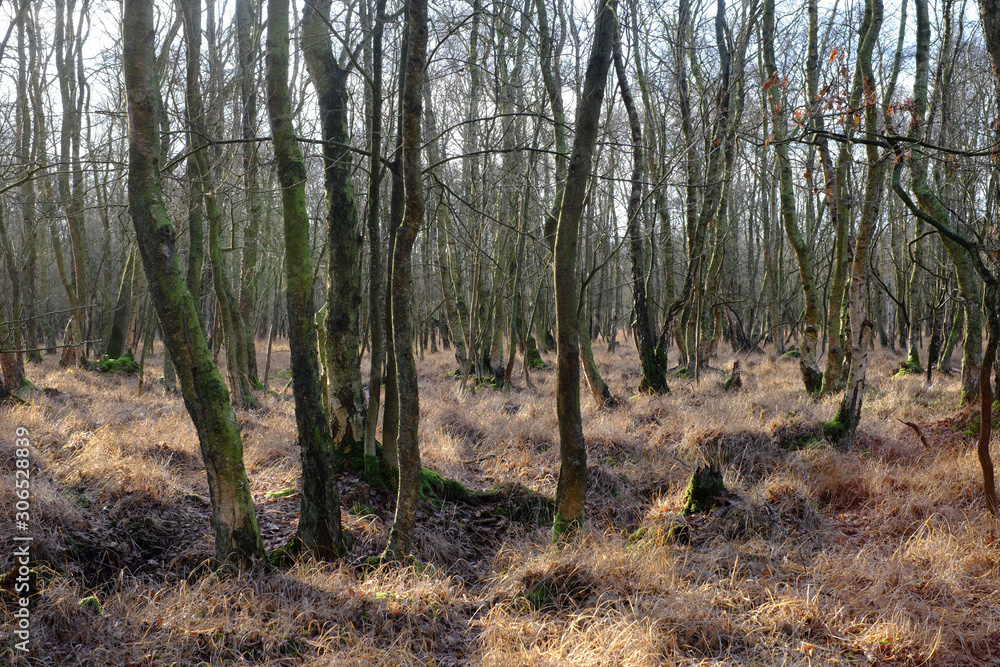 Fototapeta premium Herbstlicher Birkenwald im moorigem Gebiet