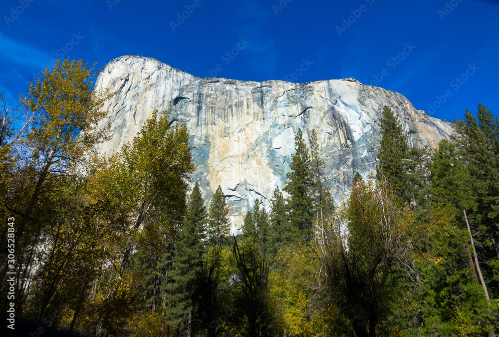 El Capitan Mountain and coniferous trees, Yosemite National Park